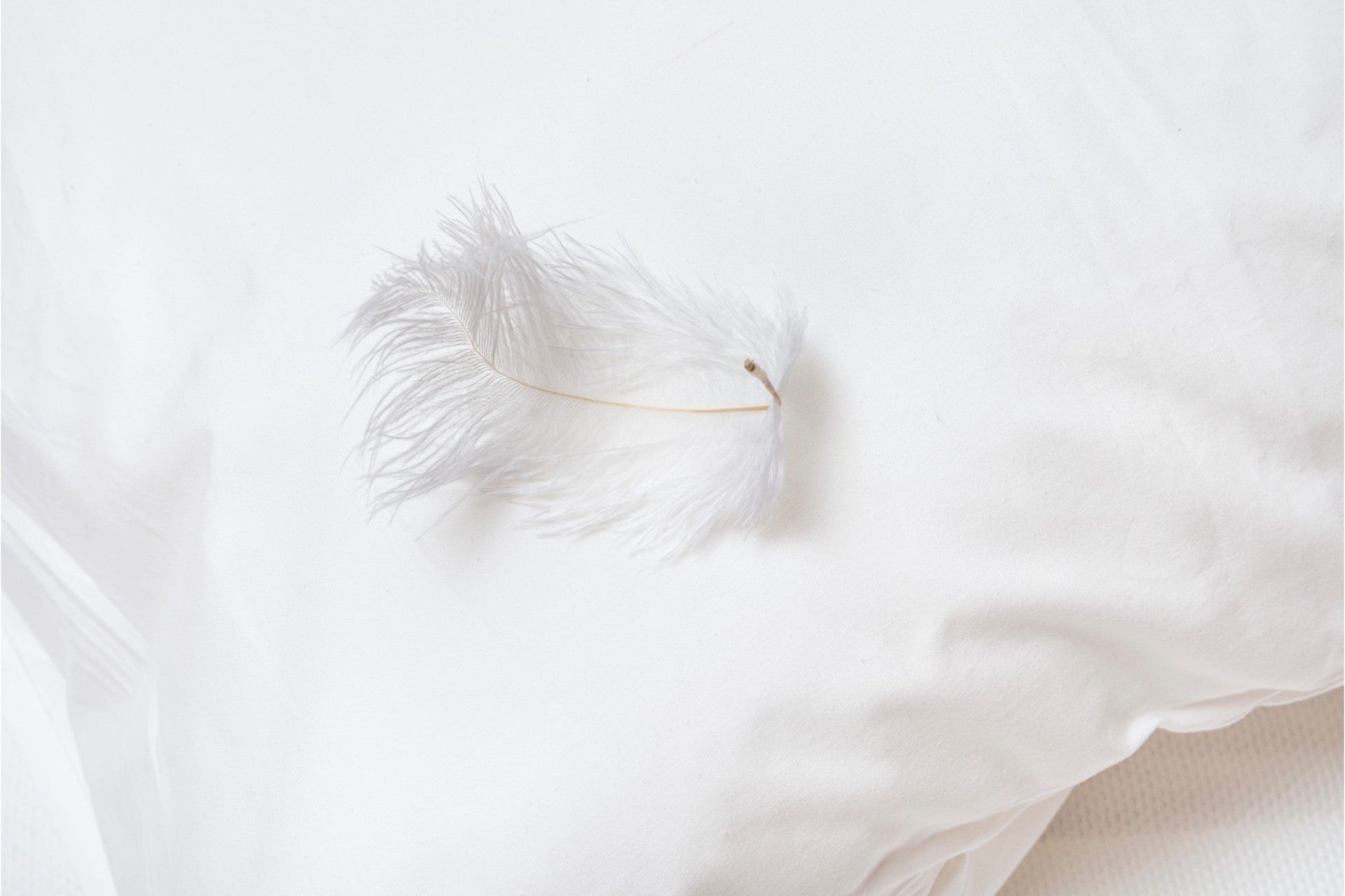 Square Feather & Down Filled Pillow Inserts